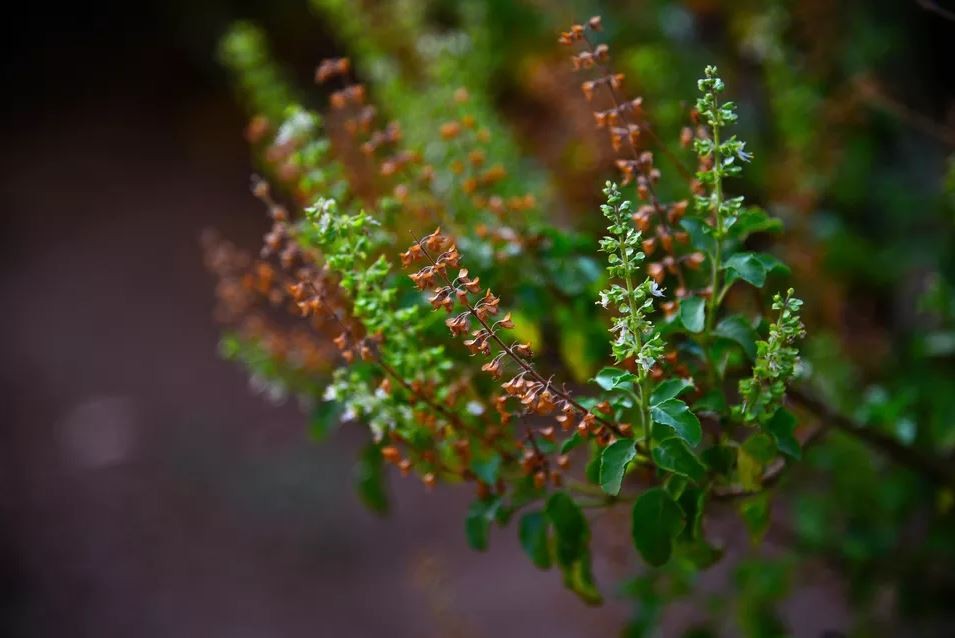 cha de tulsi